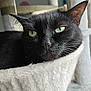 cat, black_cat, pet, close_up, relaxing, cat_tree, hammock, green_eyes, whiskers, fur, portrait, indoor, cozy, sleepy, feline, ears, nose, muzzle, animal, home