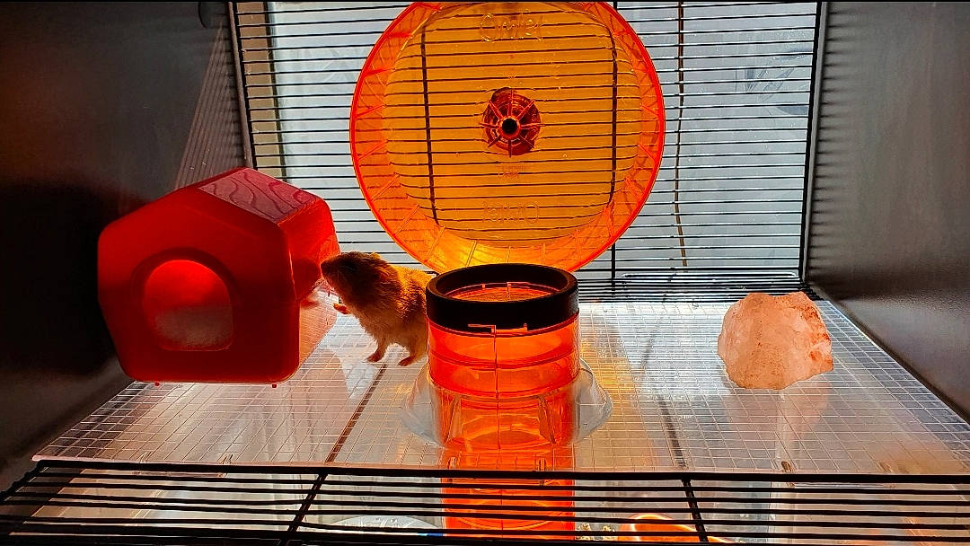 Princesse a rejoint le concours — aidez-le/la à gagner de superbes lots ! cage, hamster, orange