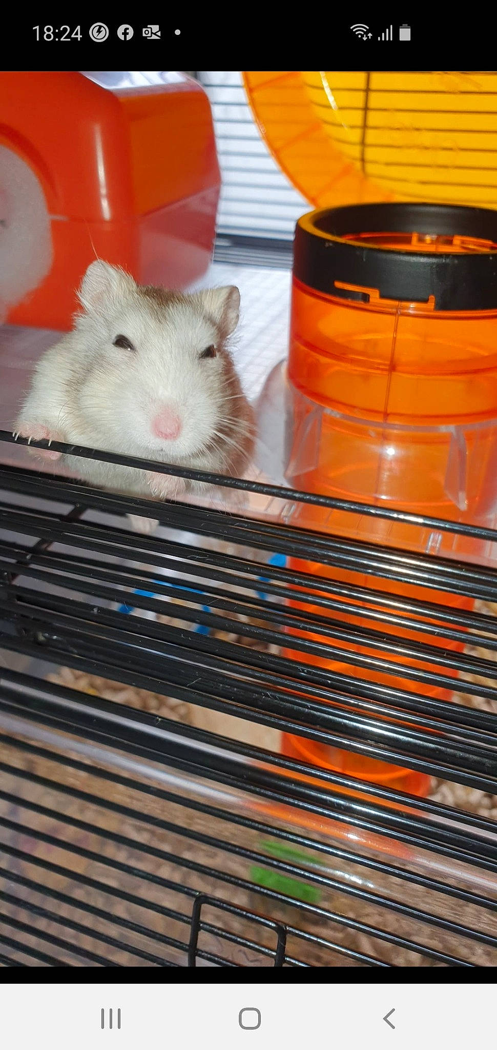 Princesse participe au concours pour gagner de l'argent avec cette photo : cage, degu, fawn, gerbil, guinea_pig, hamster, mammal, mouse, muridae, muroidea, rat, rodent, whiskers