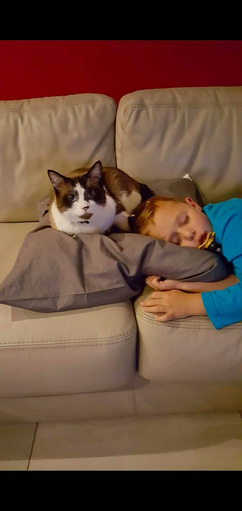 Bianco Number One a rejoint le concours — aidez-le/la à gagner de superbes lots ! carnivore, cat, comfort, couch, fawn, felidae, furniture, kitten, nap, pillow, sleep, small_to_medium_sized_cats, whiskers