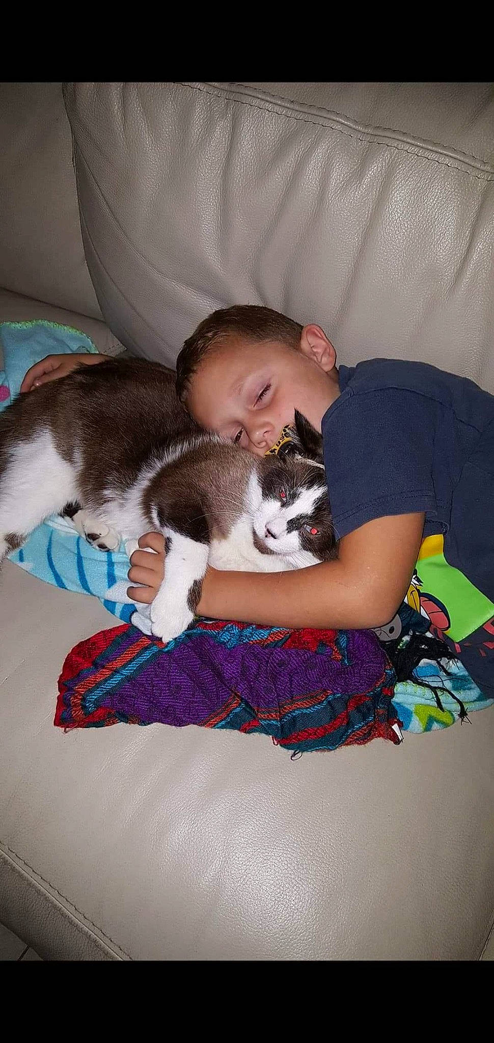 Bianco Number One participe au concours pour gagner de l'argent avec cette photo : canidae, carnivore, cat, child, comfort, dog_breed, felidae, lap, nap, non_sporting_group, small_to_medium_sized_cats, sporting_group, toddler