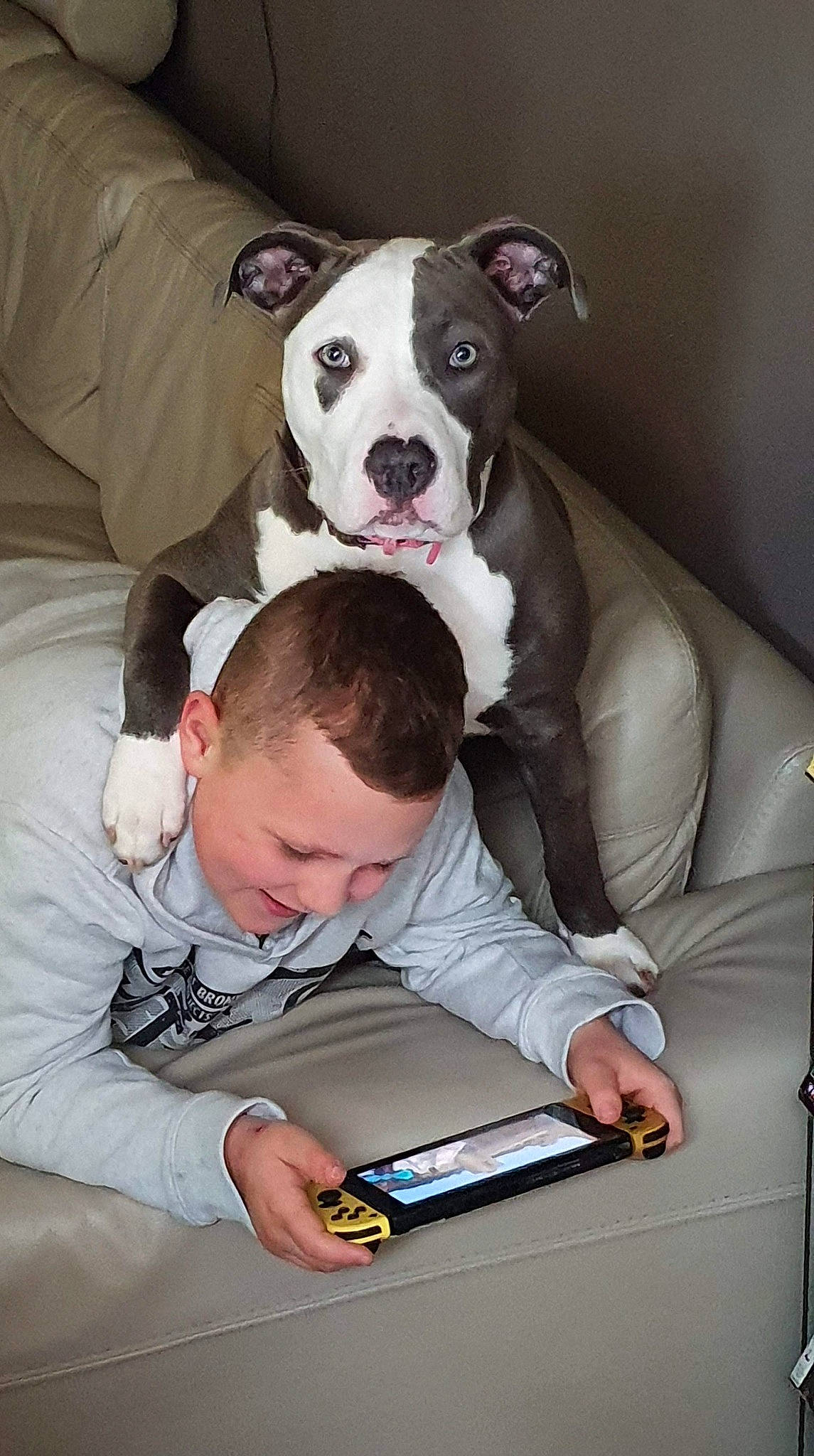 Layka a rejoint le concours — aidez-le/la à gagner de superbes lots ! american_bulldog, american_pit_bull_terrier, american_staffordshire_terrier, bulldog, canidae, carnivore, companion_dog, dog, dog_breed, ear, fawn, mammal, non_sporting_group, pit_bull, snout