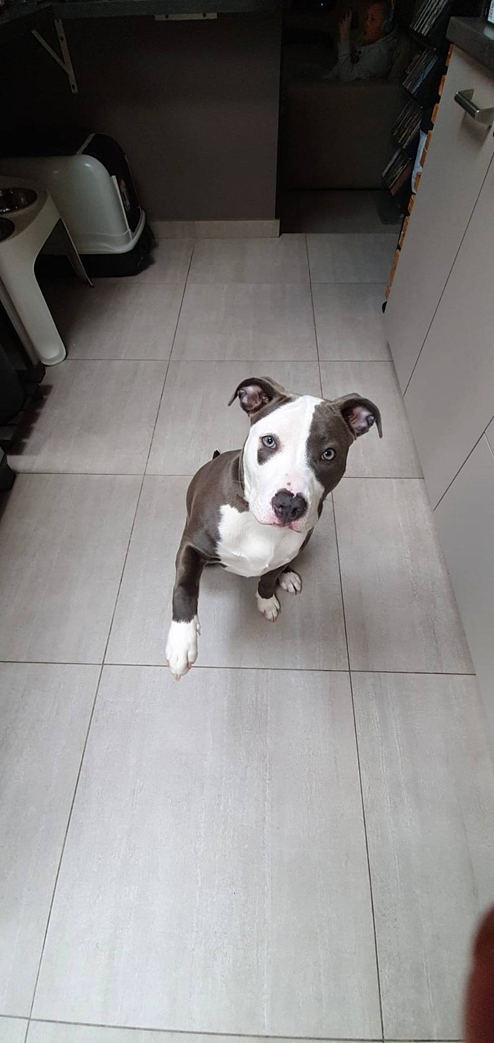 Layka participe au concours pour gagner de l'argent avec cette photo : american_bulldog, american_pit_bull_terrier, american_staffordshire_terrier, bull_and_terrier, canidae, carnivore, companion_dog, dog, dog_breed, fawn, mammal, non_sporting_group, nose, pit_bull, rare_breed_dog, snout, sporting_group, staffordshire_bull_terrier, valley_bulldog, vertebrate