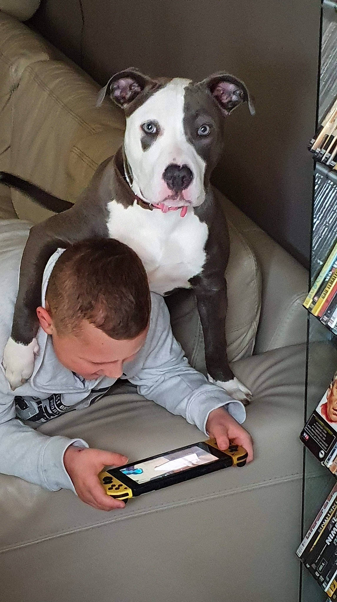 Layka a rejoint le concours — aidez-le/la à gagner de superbes lots ! american_bulldog, american_pit_bull_terrier, american_staffordshire_terrier, bulldog, canidae, carnivore, companion_dog, dog, dog_breed, ear, fawn, mammal, non_sporting_group, old_english_terrier, pit_bull, puppy_love, snout, staffordshire_bull_terrier