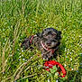 Cannelle a rejoint le concours — aidez-le/la à gagner de superbes lots ! animal, canine, closeup, daylight, dog, field, flora, flowers, grass, greenery, happy, leash, nature, outdoor, pet, plants, relaxed, small_dog, spring, sunlight
