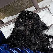 Cannelle participe au concours pour gagner de l'argent avec cette photo : animal, bench, black_dog, blue_pants, close_up, cold, companion, curious, dog, fur, looking_up, outdoor, patterned_clothing, person, pet, snow, snowflakes, texture, wet_fur, winter