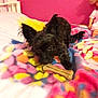 Cannelle participe au concours pour gagner de l'argent avec cette photo : animal, bed, black_dog, blanket, bone, chewing, colorful, cozy, cute, dog, doll, ears, fur, indoor, lying_down, pet, pink_wall, playful, small_dog, toy