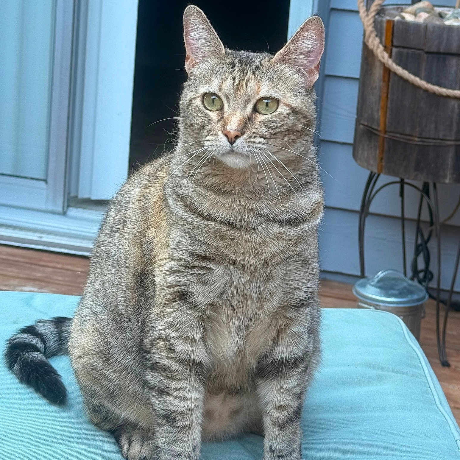 Tigger joined the competition — help win amazing prizes! animal, blue, cat, cushion, door, ears, eyes, feline, fur, outdoor, patio, pet, planter, quiet, sitting, tabby_cat, tail, whiskers, window, wood