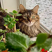 Whiskers joined the competition — help win amazing prizes! cat, tabby, green_eyes, houseplant, window, rain, raindrops, fur, whiskers, pet, indoor, nature, leaf, closeup, portrait, animal, domestic_cat, relaxed, cozy, daylight