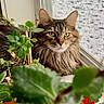 cat, tabby, green_eyes, houseplant, window, rain, raindrops, fur, whiskers, pet, indoor, nature, leaf, closeup, portrait, animal, domestic_cat, relaxed, cozy, daylight