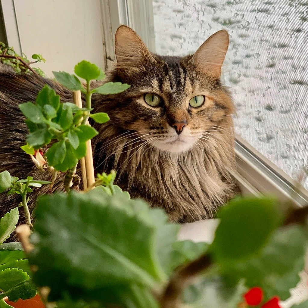 Whiskers