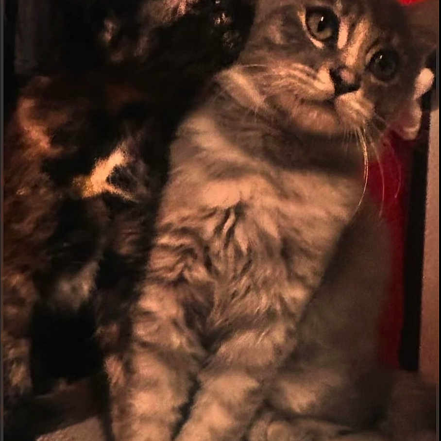 Whiskers And Bumble