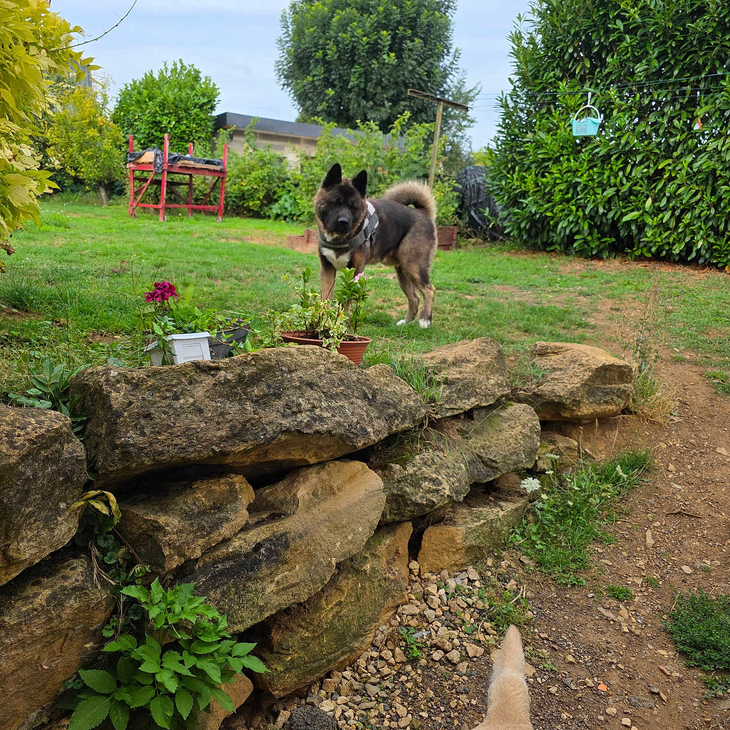 Simba a rejoint le concours — aidez-le/la à gagner de superbes lots ! alert, animal, backyard, bush, canine, daylight, dirt_path, dog, flower_pot, fur, garden, grass, greenery, nature, outdoor, pet, plants, stone_wall, tail, tree