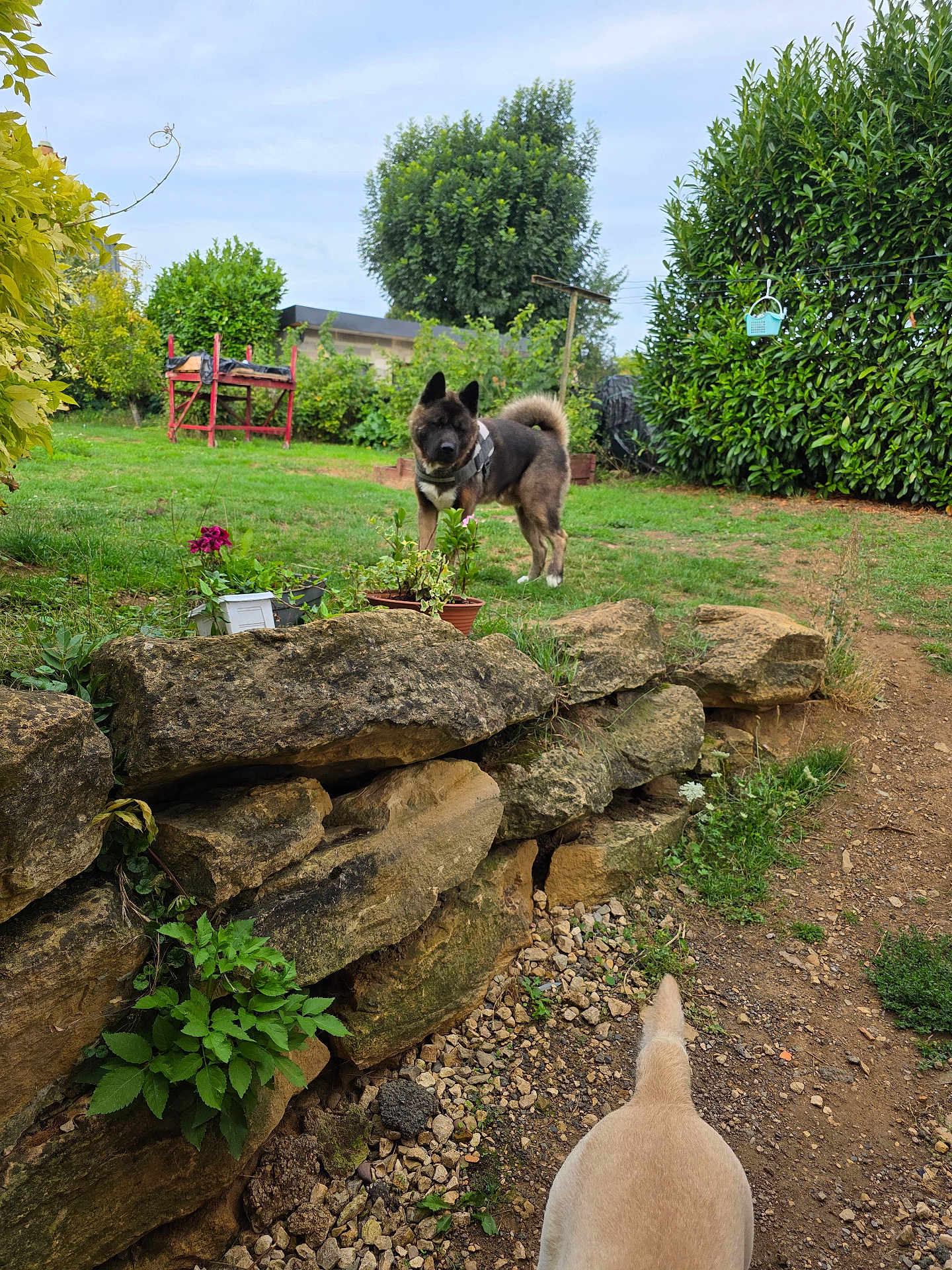 Simba a rejoint le concours — aidez-le/la à gagner de superbes lots ! dog, stone_wall, grass, garden, plants, dirt_path, greenery, outdoor, pet, canine, backyard, tree, bush, flower_pot, nature, daylight, animal, fur, tail, alert