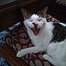 animal, carpet, cat, cozy, cushion, domestic, ear, furniture, gray_fur, indoor, mammal, mouth_open, patterned_fabric, pet, relaxed, resting, whiskers, white_fur, wood, yawning