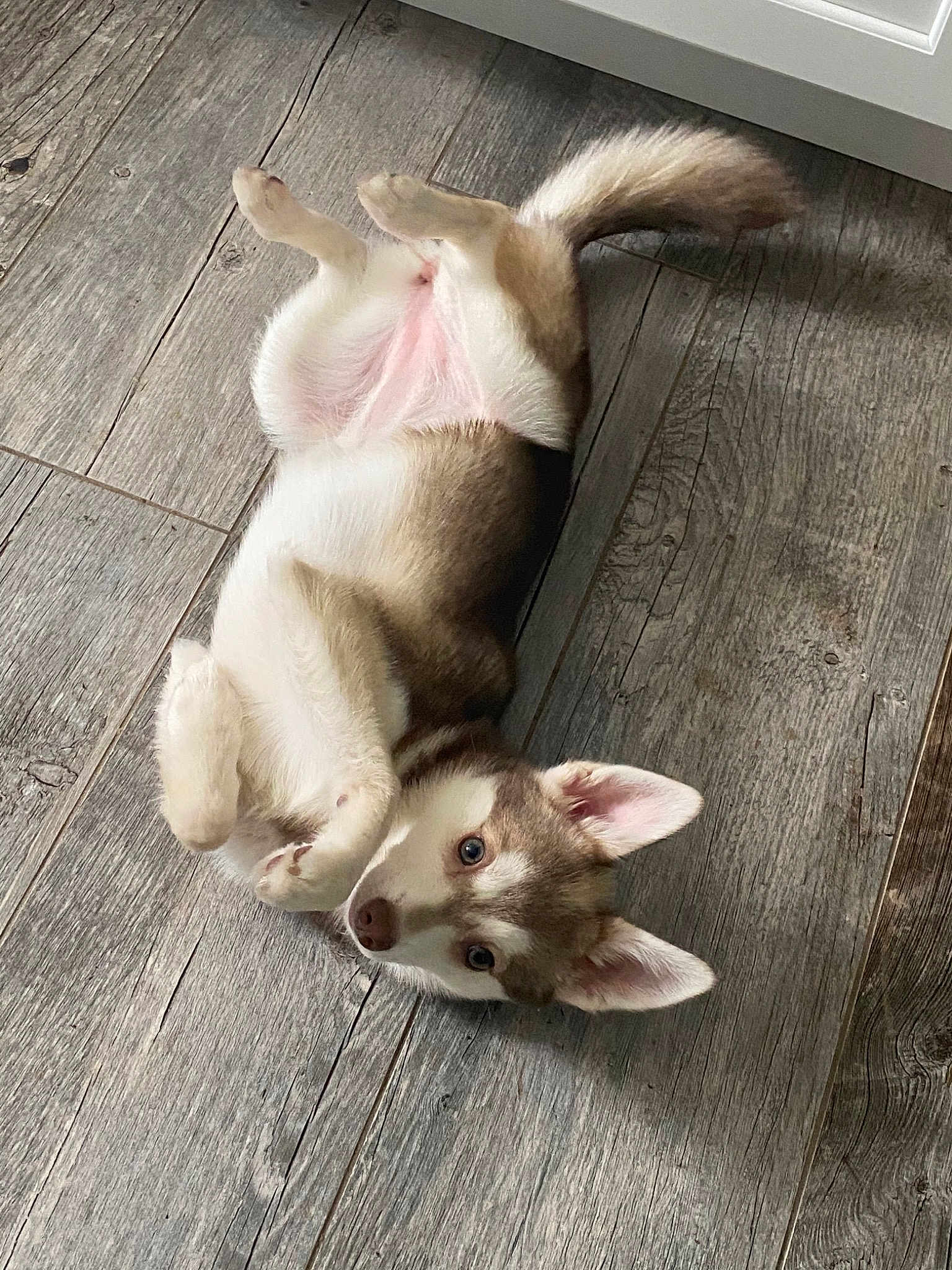 Freya