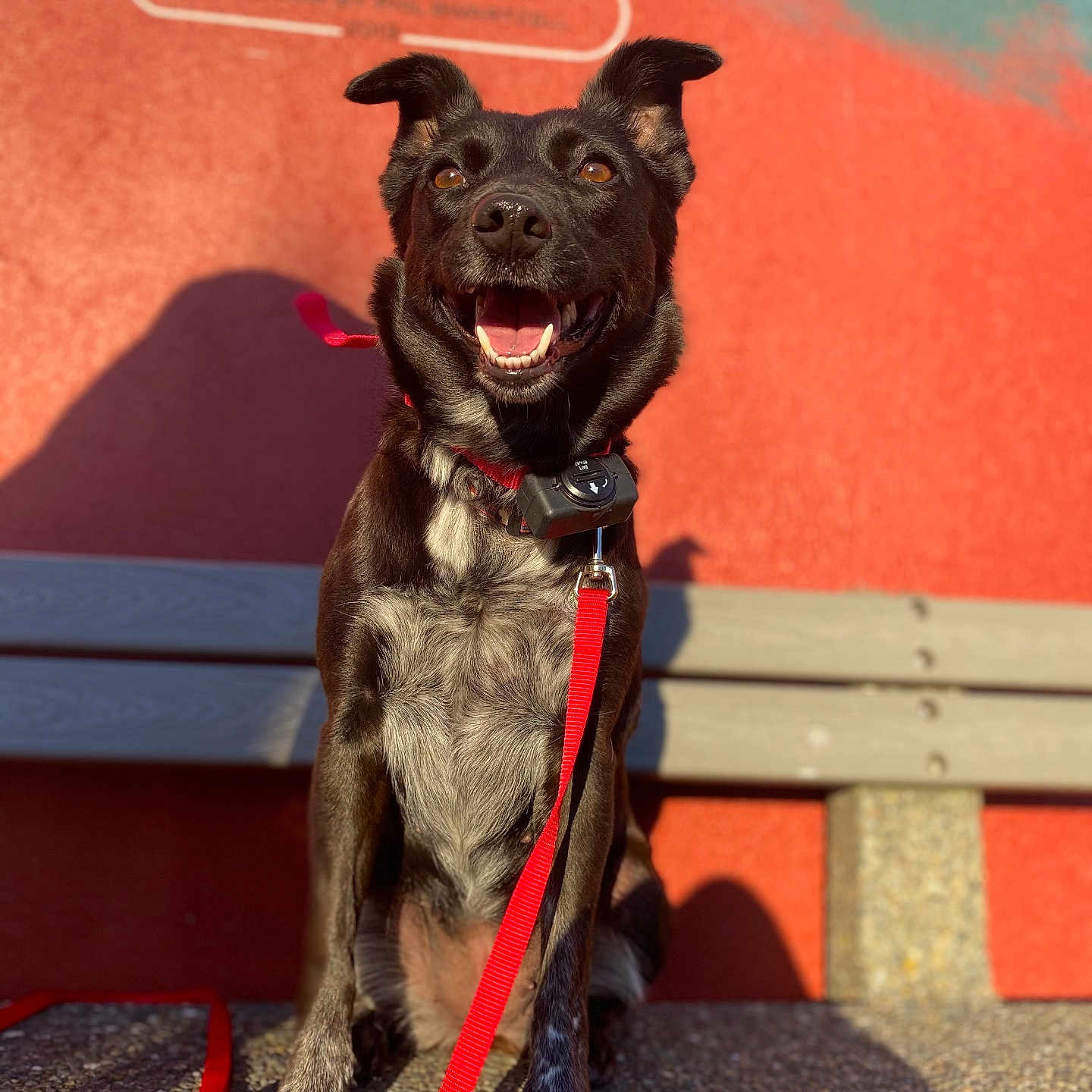 Murry joined the competition — help win amazing prizes! animal, bench, black_dog, collar, concrete, daylight, dog, ears_up, fur, happy, outdoor, pavement, pet, portrait, red_leash, shadow, sitting, smiling, sunlight, wall