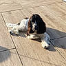 dog, black, white, long_hair, lying_down, wooden_floor, sunlight, shadow, pet, animal, relaxed, indoors, fur, canine, companion, cute, domestic, floor_tiles, resting, daylight