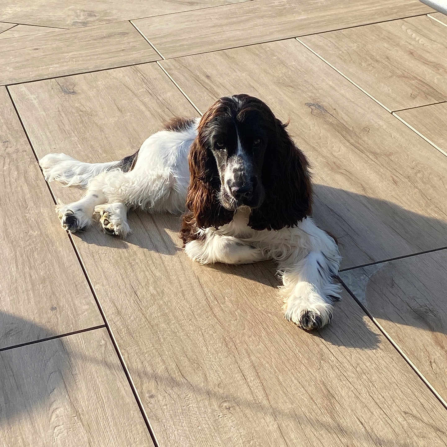 Aloha participe au concours pour gagner de l'argent avec cette photo : dog, black, white, long_hair, lying_down, wooden_floor, sunlight, shadow, pet, animal, relaxed, indoors, fur, canine, companion, cute, domestic, floor_tiles, resting, daylight