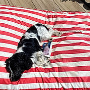 Aloha participe au concours pour gagner de l'argent avec cette photo : dog, black_and_white, striped_cushion, book, outdoor, sunlight, wooden_floor, relaxed, pet, canine, nap, cozy, resting, animal, summer, daylight, soft_texture, domestic, companion, quiet