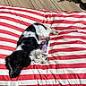 dog, black_and_white, striped_cushion, book, outdoor, sunlight, wooden_floor, relaxed, pet, canine, nap, cozy, resting, animal, summer, daylight, soft_texture, domestic, companion, quiet