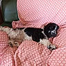 Aloha a rejoint le concours — aidez-le/la à gagner de superbes lots ! dog, black_and_white, fluffy, couch, pink, floral_pattern, indoor, relaxed, pet, fur, lying_down, cozy, domestic_animal, resting, furniture, home, animal, canine, comfort, living_room