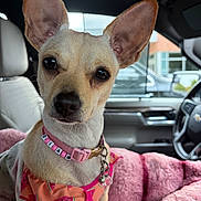 Diamond joined the competition — help win amazing prizes! dog, chihuahua, pet, animal, portrait, close_up, large_ears, short_hair, tan_fur, brown_eyes, collar, leash, clothing, watermelon_pattern, pink, blanket, car, vehicle_interior, sitting, photography