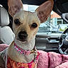 dog, chihuahua, pet, animal, portrait, close_up, large_ears, short_hair, tan_fur, brown_eyes, collar, leash, clothing, watermelon_pattern, pink, blanket, car, vehicle_interior, sitting, photography