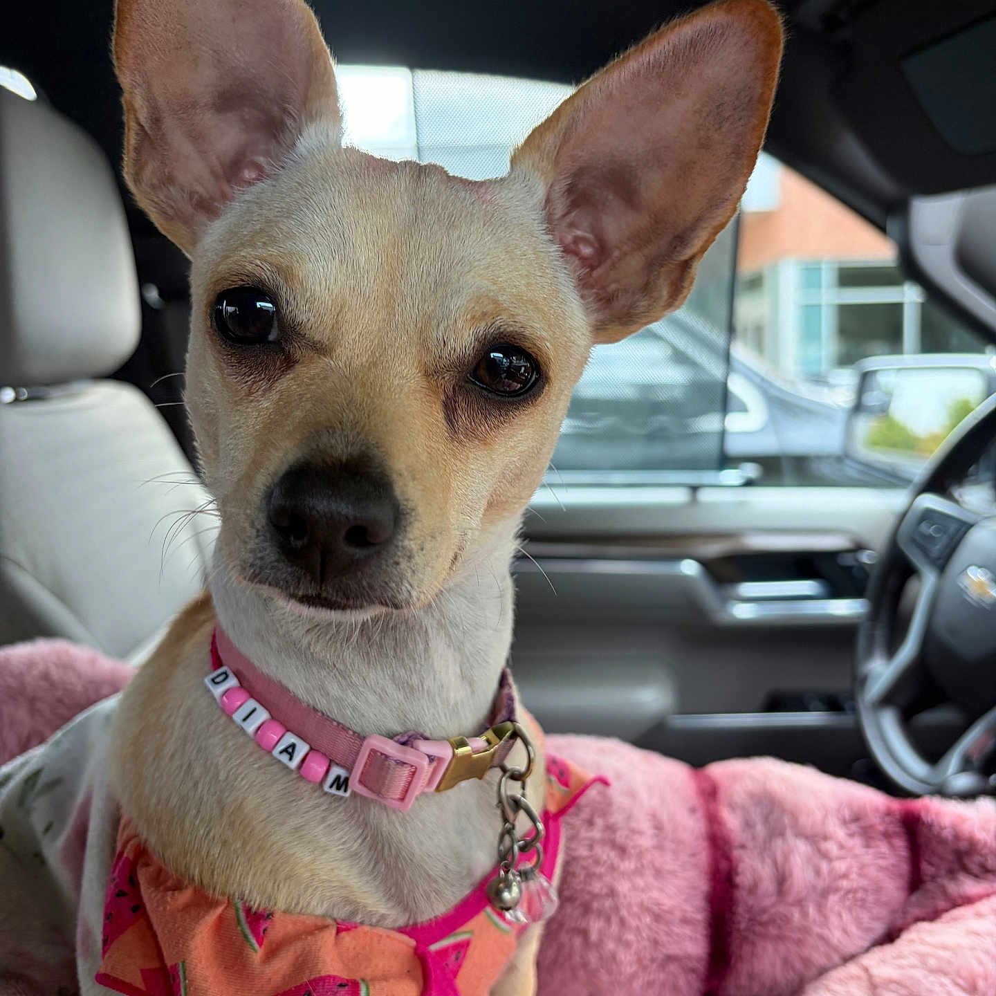 Diamond joined the competition — help win amazing prizes! dog, chihuahua, pet, animal, portrait, close_up, large_ears, short_hair, tan_fur, brown_eyes, collar, leash, clothing, watermelon_pattern, pink, blanket, car, vehicle_interior, sitting, photography
