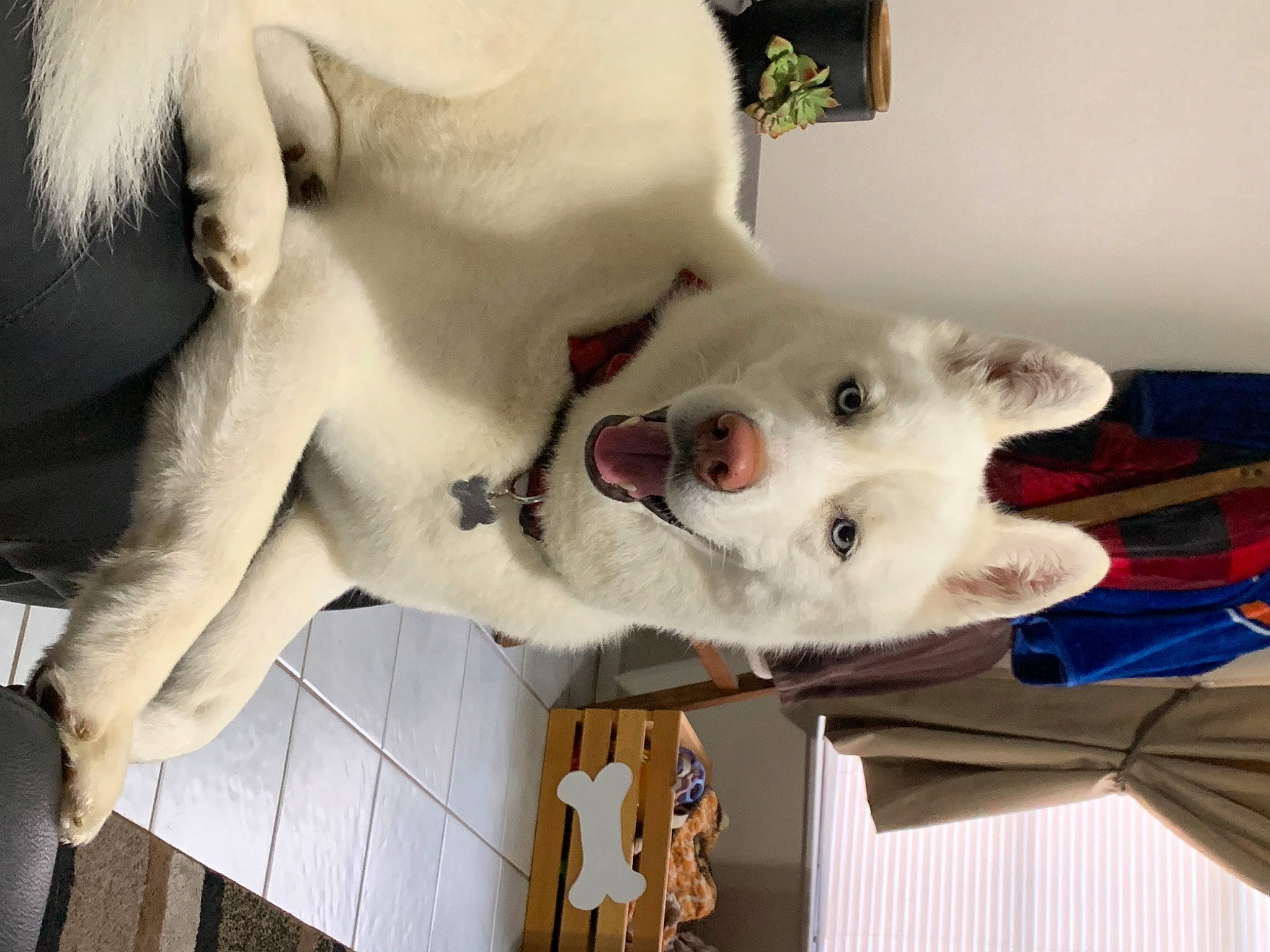 Cyrus joined the competition — help win amazing prizes! abdomen, art, carnivore, chest, collar, companion_dog, dog_breed, eyelash, fang, felidae, flesh, fur, gesture, jaw, nose, small_to_medium_sized_cats, snout, trunk, whiskers, white