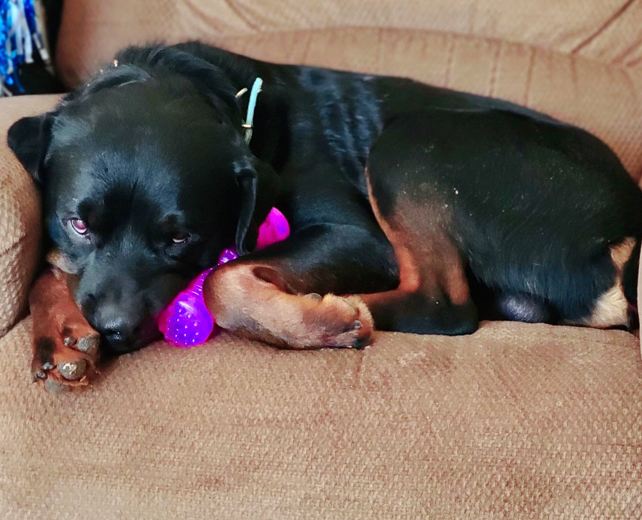 Major Diesel Payne is registered to the contest to win money with this photo: borador, canidae, carnivore, comfort, companion_dog, dog, dog_breed, dog_supply, fawn, fur, guard_dog, liver, nap, paw, pet_supply, puppy, snout, sporting_group, working_animal, working_dog