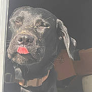 Jack joined the competition — help win amazing prizes! dog, black_dog, tongue_out, collar, pet, animal, close_up, sunlight, window, screen_door, indoor, expression, cute, muzzle, ears, whiskers, shadow, face, playful, tongue