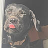 dog, black_dog, tongue_out, collar, pet, animal, close_up, sunlight, window, screen_door, indoor, expression, cute, muzzle, ears, whiskers, shadow, face, playful, tongue