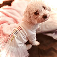 Bella joined the competition — help win amazing prizes! dog, white_dog, tutu, clothing, pet, bed, blanket, cozy, cute, fluffy, indoor, animal, fur, small_dog, pink_blanket, soft, sitting, portrait, household, cute_pet