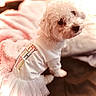 dog, white_dog, tutu, clothing, pet, bed, blanket, cozy, cute, fluffy, indoor, animal, fur, small_dog, pink_blanket, soft, sitting, portrait, household, cute_pet