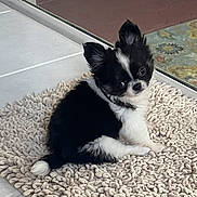 Milo is registered to the contest to win money with this photo: puppy, dog, black_and_white, small_dog, cute, pet, indoor, floor, rug, textured_rug, tilted_head, curious, fluffy, animal, companion, young_dog, sitting, tile_floor, domestic, portrait
