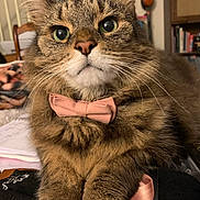 Biggie is registered to the contest to win money with this photo: blanket, bookshelf, bow_tie, cat, close_up, cozy, domestic, fur, furniture, green_eyes, indoor, muzzle, nose, paws, pet, portrait, staircase, tabby_cat, table, whiskers