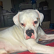 Ace is registered to the contest to win money with this photo: dog, white_dog, pet, indoor, blanket, lying_down, close_up, animal, canine, face, fur, resting, cute, domestic_animal, portrait, looking, bedroom, cozy, furniture, decor