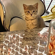 Hazel joined the competition — help win amazing prizes! kitten, cat, chair, table, indoor, curious, furniture, reflection, blinds, pet, animal, young, cute, domestic, cozy, eyes, fur, sitting, household, window