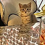 kitten, cat, chair, table, indoor, curious, furniture, reflection, blinds, pet, animal, young, cute, domestic, cozy, eyes, fur, sitting, household, window