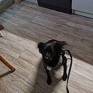 Chou a rejoint le concours — aidez-le/la à gagner de superbes lots ! animal, black_dog, canine, companion, curious, dog, domestic, floor, flooring, harness, home, indoor, kitchen, leash, looking_up, pet, shadow, sitting, small_dog, wooden_floor