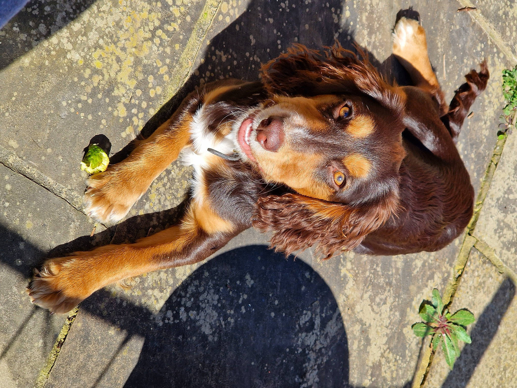 Harvey joined the competition — help win amazing prizes! asphalt, carnivore, dog, dog_breed, fawn, fur, grass, hat, liver, plant, road_surface, snout, sporting_group, street_dog, tail, terrestrial_animal, whiskers, wildlife, wood, working_animal