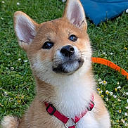 Atsuko a rejoint le concours — aidez-le/la à gagner de superbes lots ! dog, puppy, shiba_inu, red_harness, grass, flowers, outdoor, pet, canine, animal, cute, young, fur, ears, nose, collar, playful, nature, sitting, garden