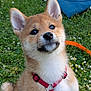 dog, puppy, shiba_inu, red_harness, grass, flowers, outdoor, pet, canine, animal, cute, young, fur, ears, nose, collar, playful, nature, sitting, garden