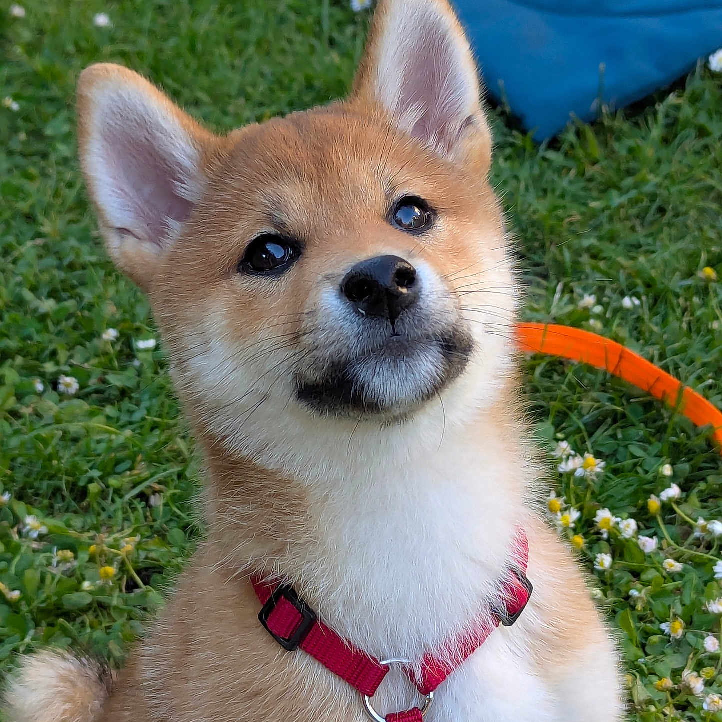 Atsuko a rejoint le concours — aidez-le/la à gagner de superbes lots ! animal, canine, collar, cute, dog, ears, flowers, fur, garden, grass, nature, nose, outdoor, pet, playful, puppy, red_harness, shiba_inu, sitting, young