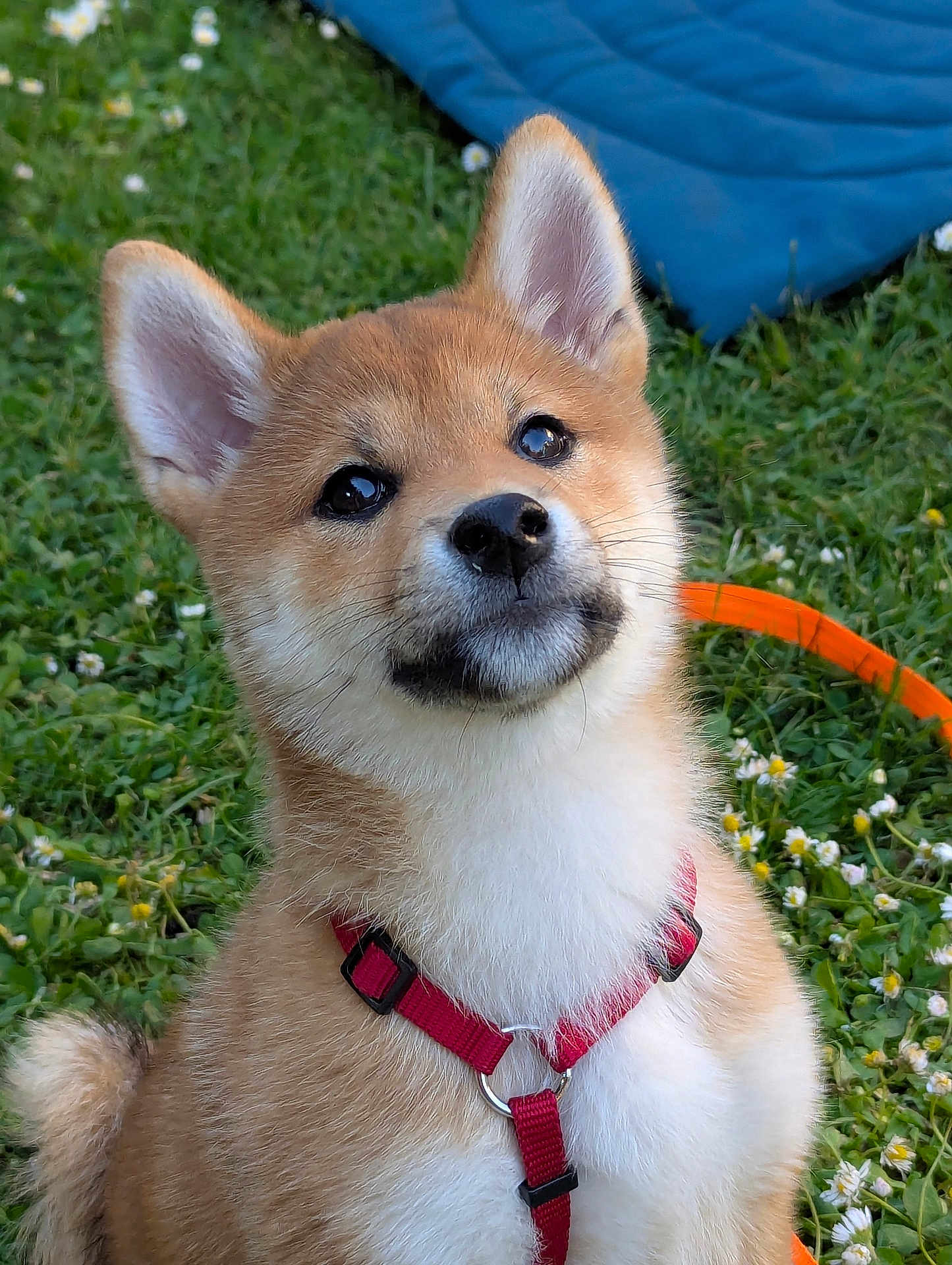 Atsuko a rejoint le concours — aidez-le/la à gagner de superbes lots ! dog, puppy, shiba_inu, red_harness, grass, flowers, outdoor, pet, canine, animal, cute, young, fur, ears, nose, collar, playful, nature, sitting, garden