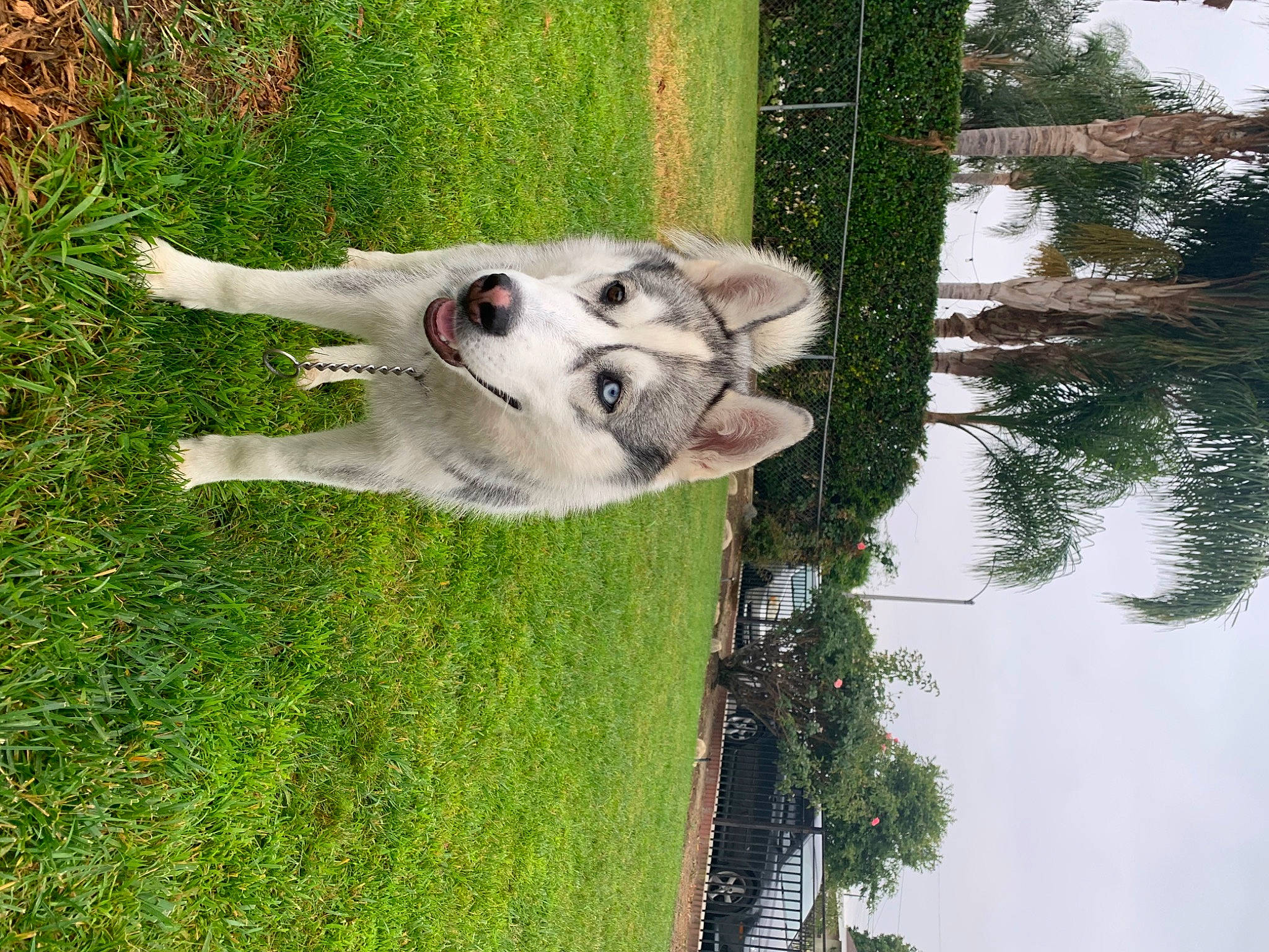 Oo is registered to the contest to win money with this photo: canidae, canis, carnivore, collar, companion_dog, dog, dog_breed, fawn, grass, non_sporting_group, plant, sky, sporting_group, tree, water, wood, working_animal, working_dog