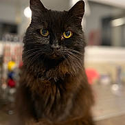 Mary participe au concours pour gagner de l'argent avec cette photo : animal, black_cat, cat, closeup, cute, domestic_animal, face, feline, fluffy, focused, fur, indoor, looking_at_camera, mammal, pet, portrait, sitting, whiskers, yellow_eyes