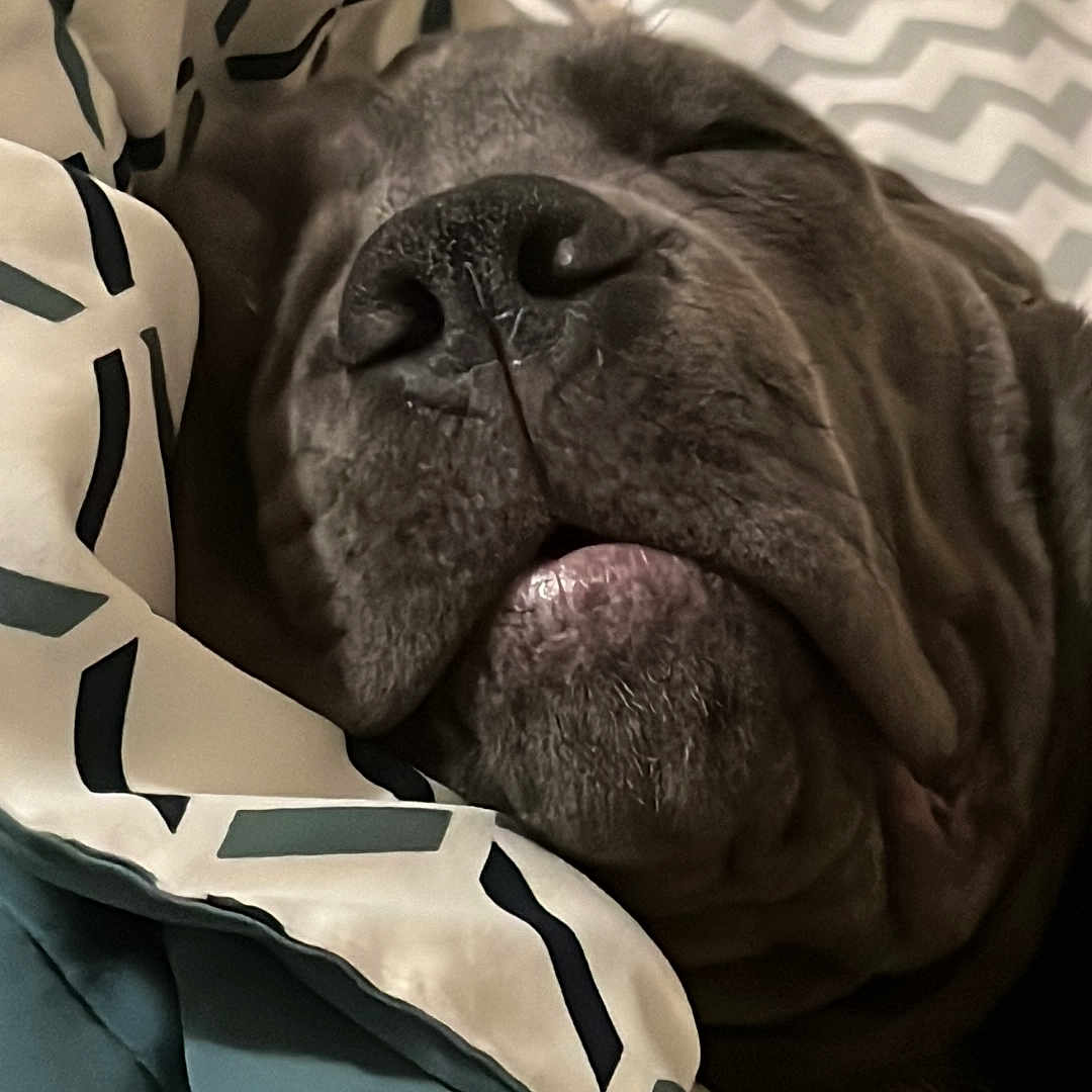 Rex