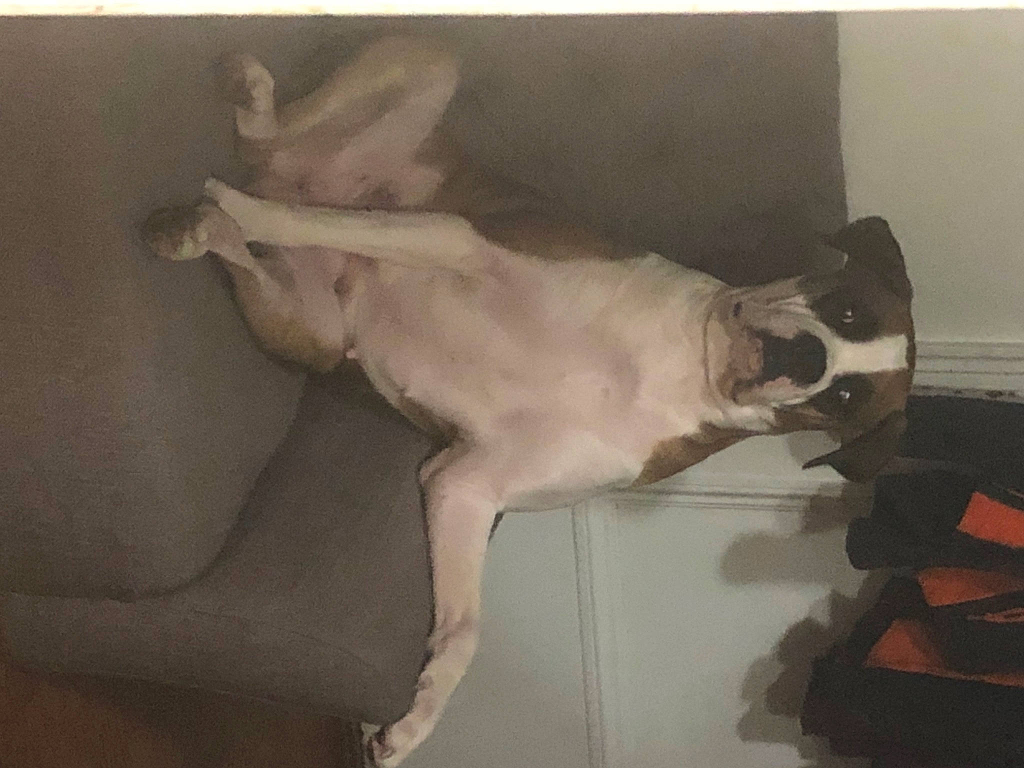 Sky joined the competition — help win amazing prizes! boston_terrier, boxer, canidae, carnivore, dog, dog_breed, ear, fawn, french_bulldog, great_dane, guard_dog, non_sporting_group, sporting_group, tail